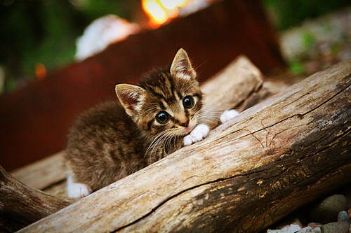 2026世界杯之夜的预言，当托尼在狂欢的缝隙里烙下印记