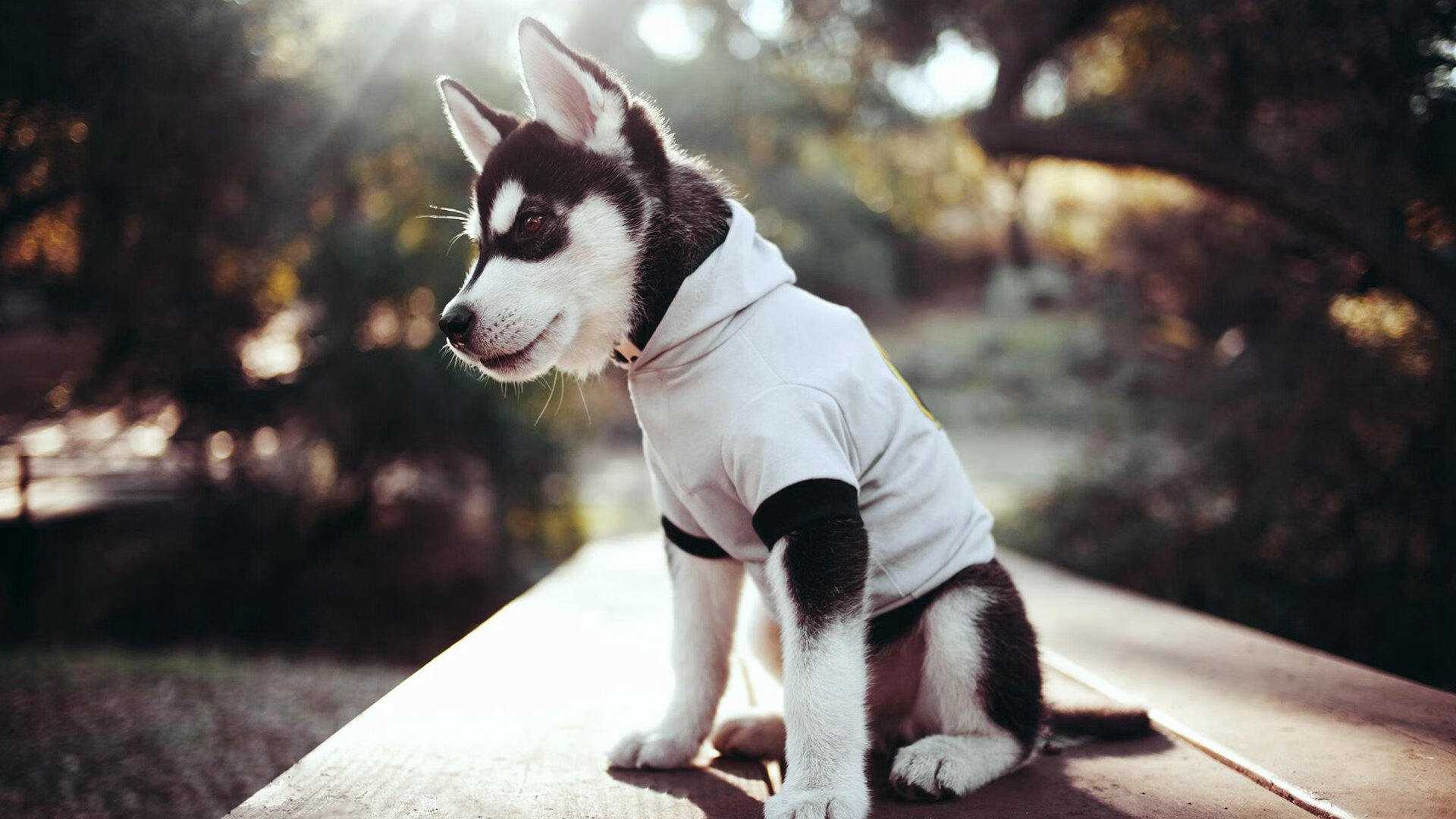 从冷门小国到奇迹绿茵，卡塔尔如何用一粒救赎之球击败巨人秘鲁