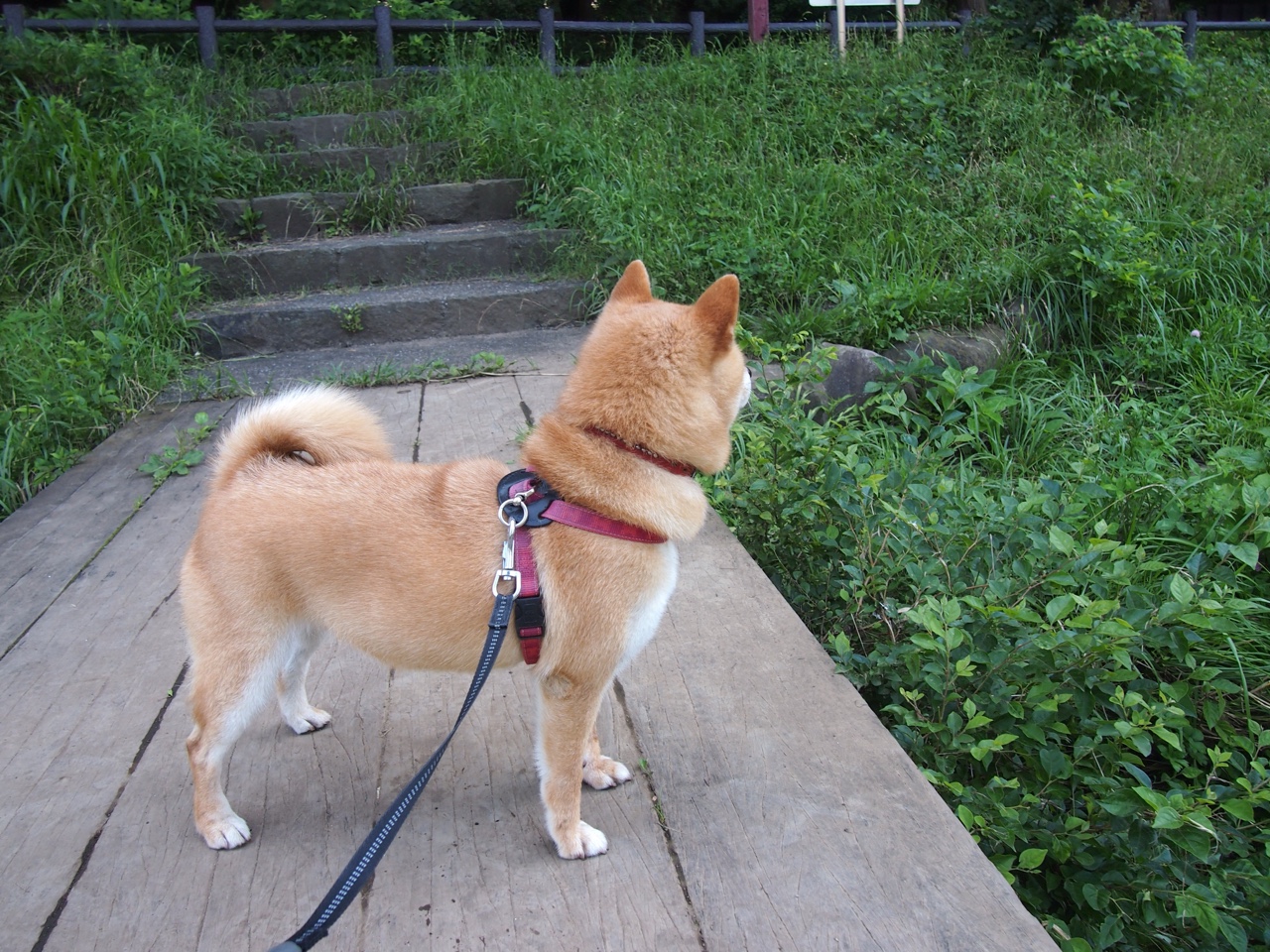 莱奥，双面神的交响—瑞士对阵里昂攻防全记录