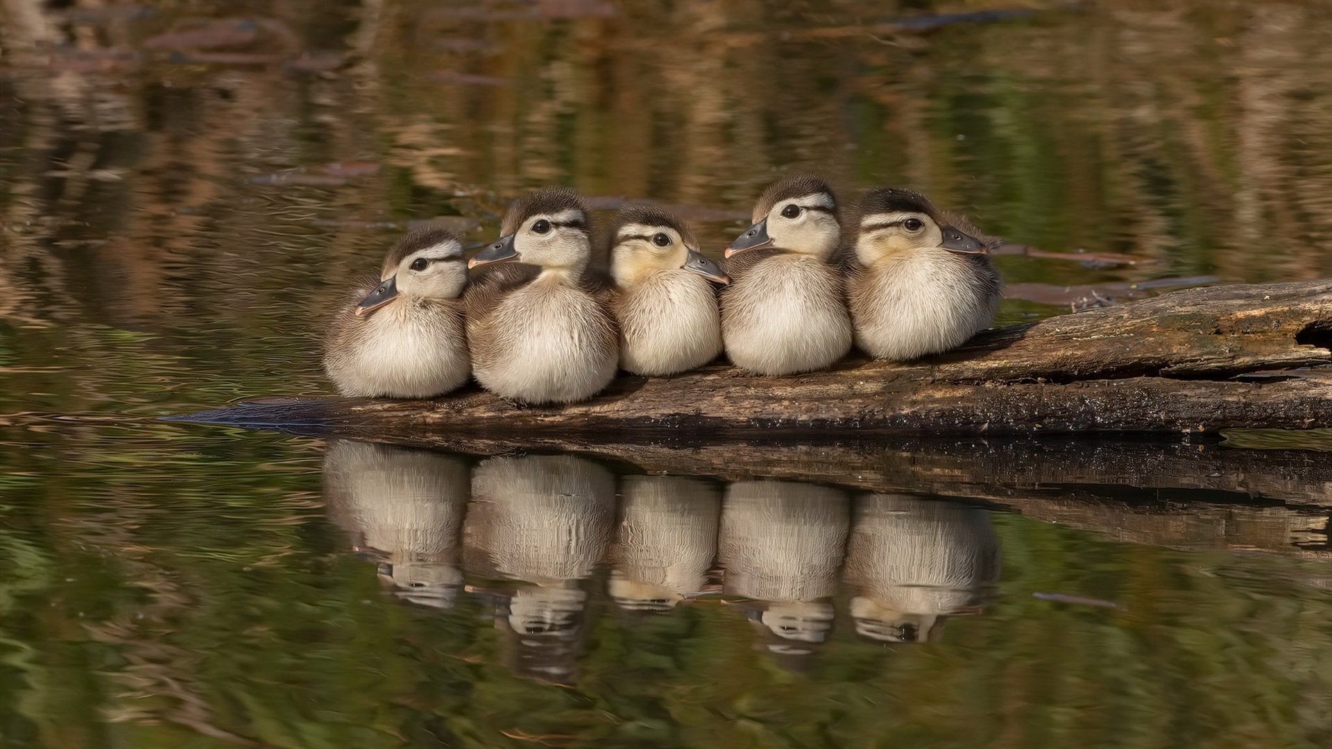 5.9秒，布伦森心脏骤停与重启，独行侠偷走亚特兰大的夜晚