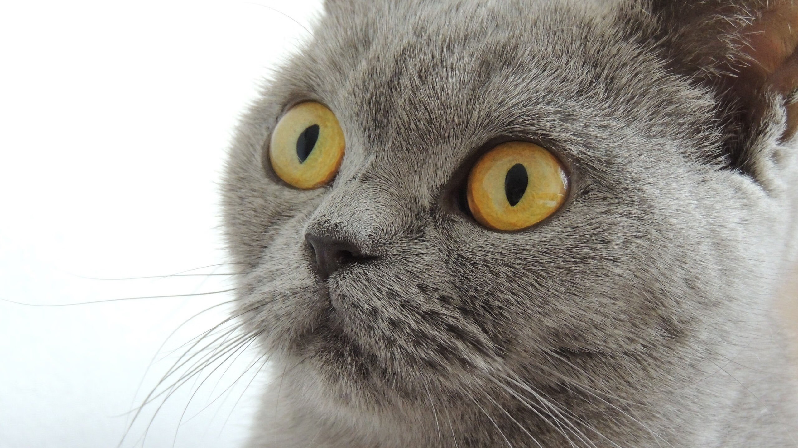 东方不亮西方亮，英超争冠焦点战与雄鹿险胜辽宁队的竞技启示