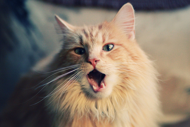 勇士血拼国王，致命一击竟来自旁观者武切维奇