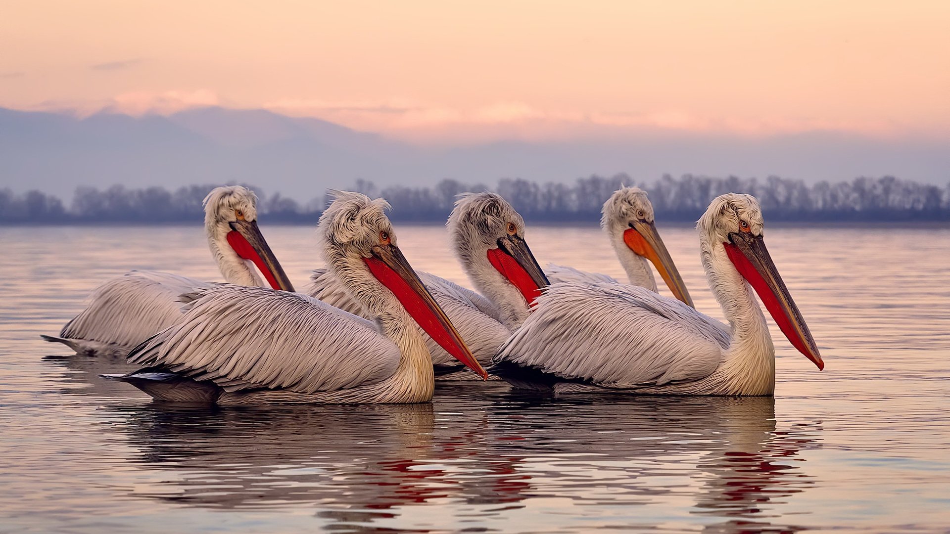 当油门轰鸣与终场哨响共振，一场双重胜利的启示录