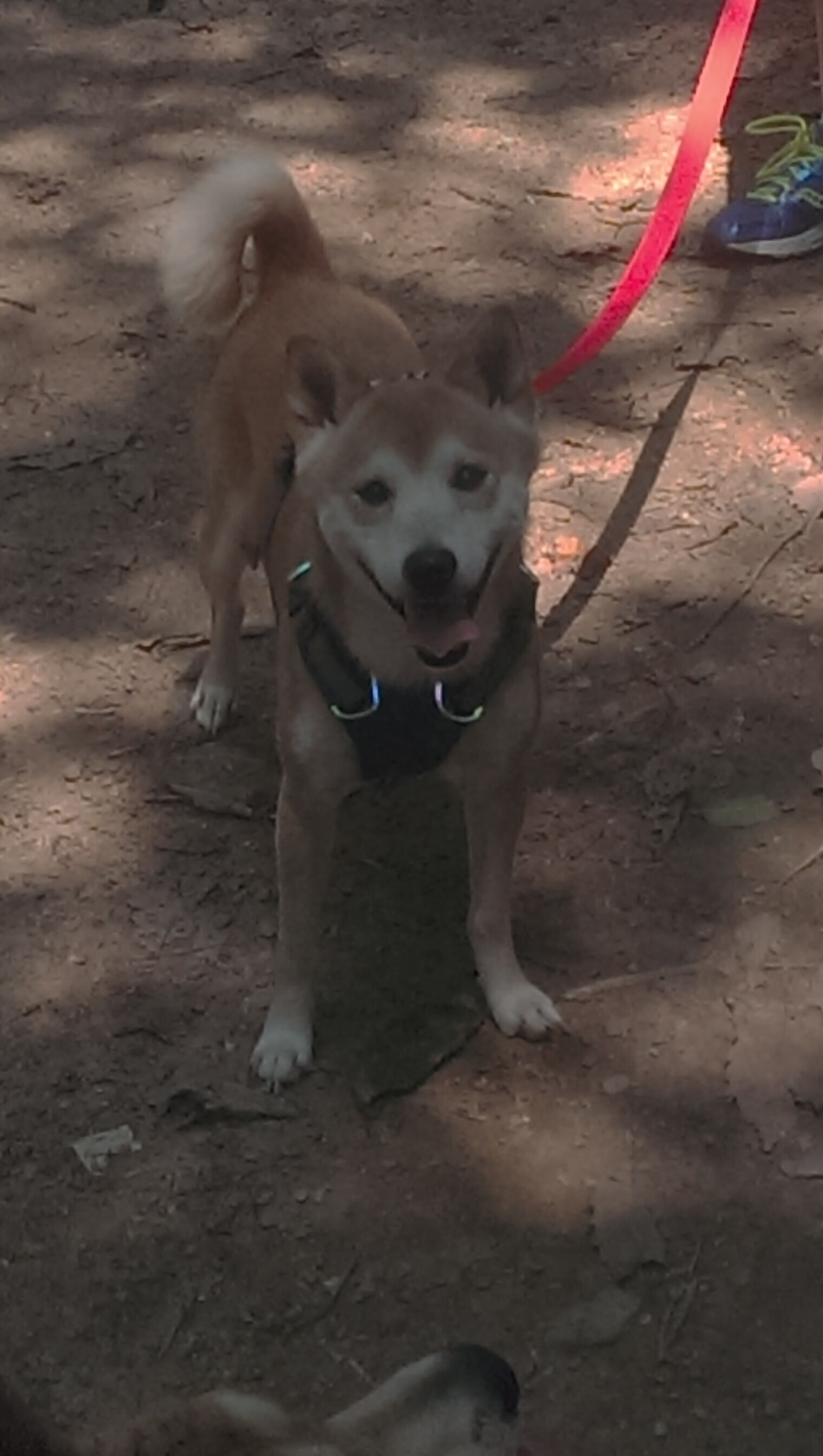 暗夜独行侠，当布伦森的星光刺破北京迷雾