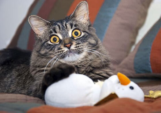 荆棘王冠与逆袭星辰,基米希一传定音助伊朗绝境通关