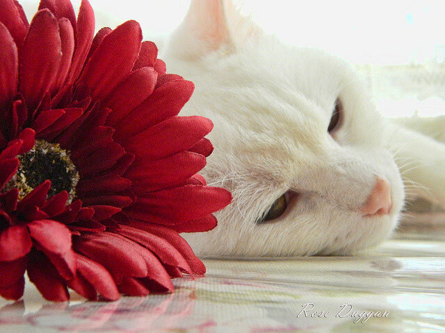 尤文连续得分强势压制韩国,皮克临危受命化身关键先生