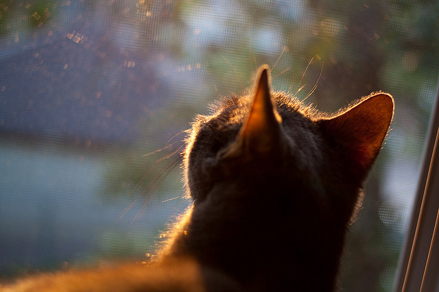 年度焦点之战,丹麦一锤定音,苏格兰梦碎赛场—一场改写命运的足球对决