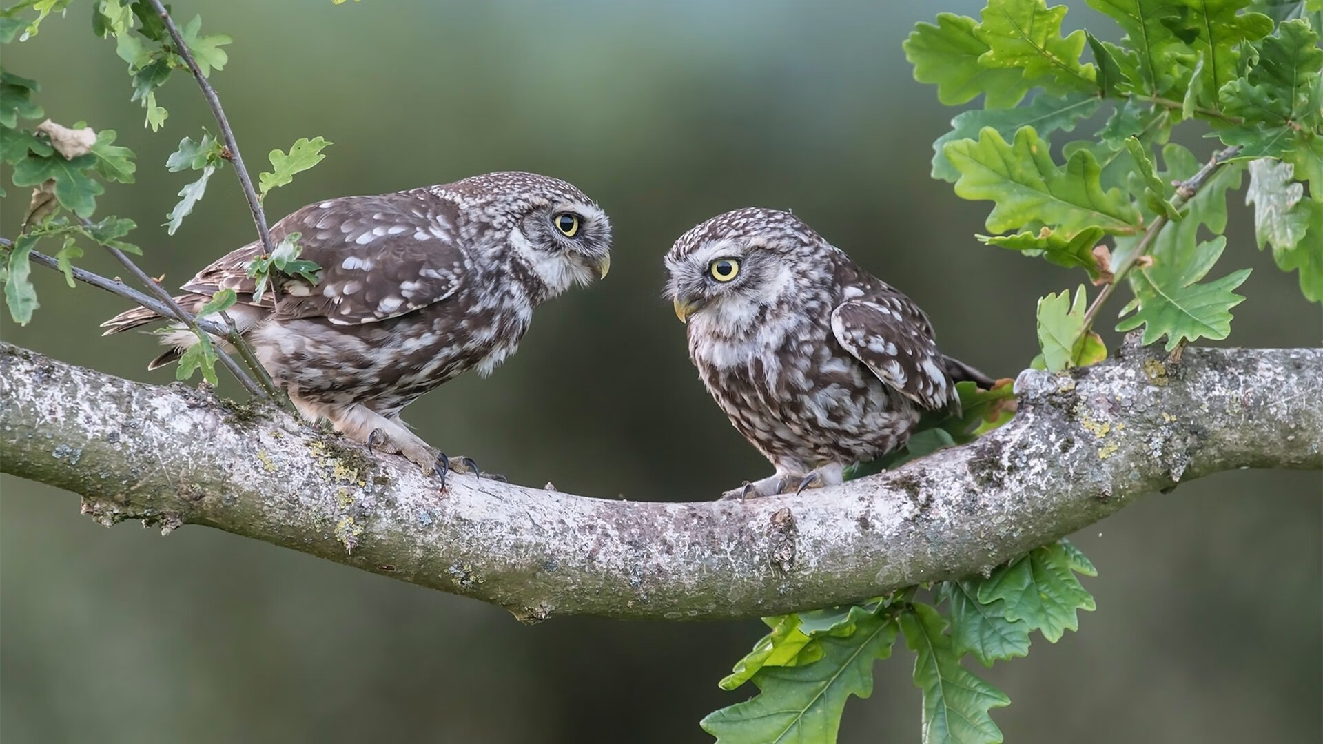 圣火已降人间，当布伦森在奥运关键战之夜点燃唯一性的光芒