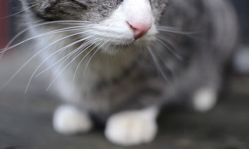 足球场上的意外转折，当马赛带走巴西，阿拉巴成为关键先生