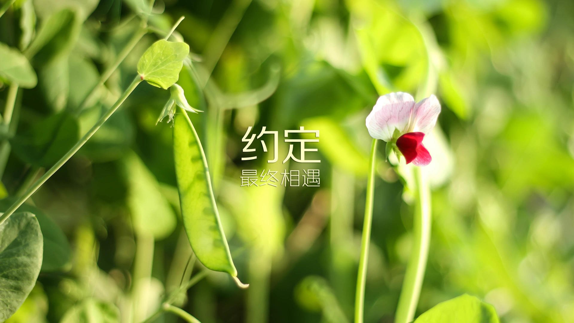北欧铁骑的闪电反击，阿诺德两度奔袭定乾坤，丹麦在世界杯关键积分战中碾压挪威